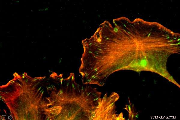 Nucleotide Sequence, Not Amino Acids, Determines Protein Function