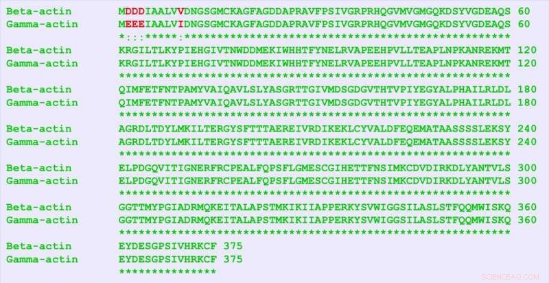 Nucleotide Sequence, Not Amino Acids, Determines Protein Function