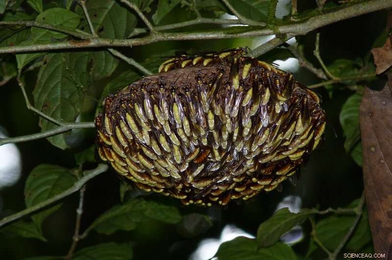 Study Reveals Correlation Between Wasp Body Size and Brain Region Development