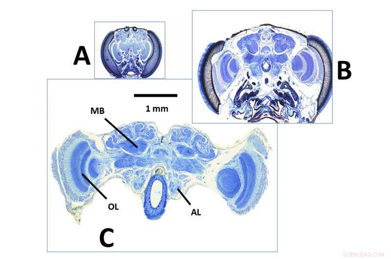 Study Reveals Correlation Between Wasp Body Size and Brain Region Development
