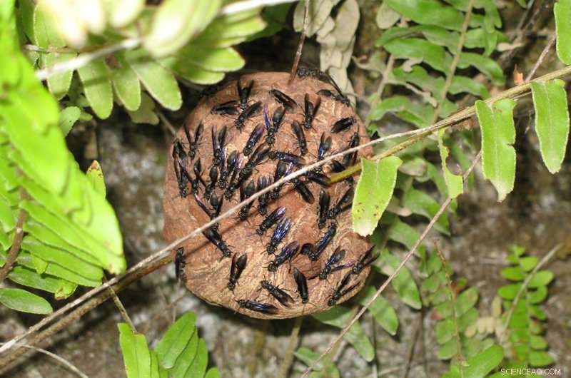 Study Reveals Correlation Between Wasp Body Size and Brain Region Development