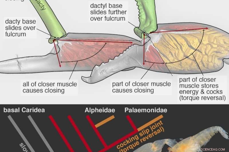 The 150‑Million‑Year Evolution of the Shrimp’s Snap Mechanism
