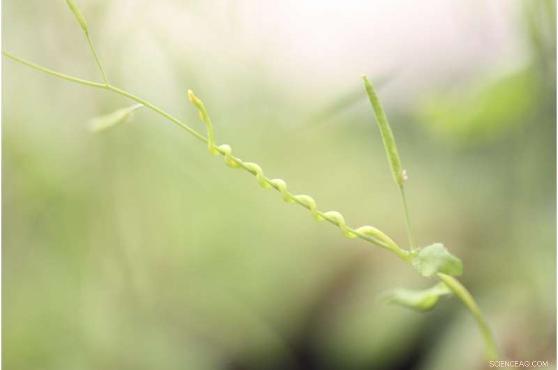 Parasitic Plant Hijacks Host Gene Expression via MicroRNAs