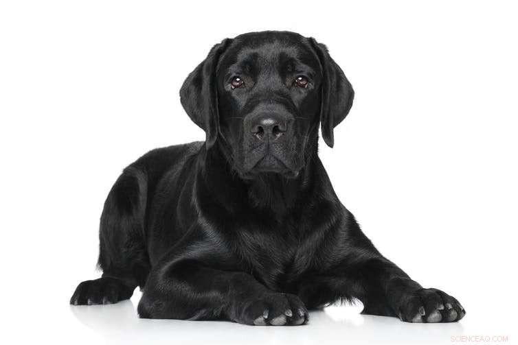 Get Fit with Your Dog: A Perfect New Year’s Resolution Partner