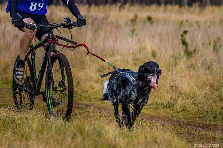 Get Fit with Your Dog: A Perfect New Year’s Resolution Partner