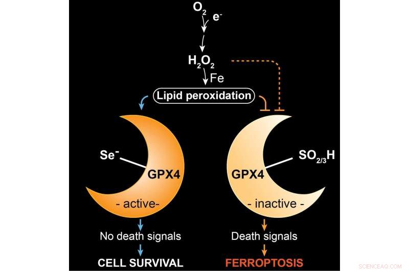 Selenium Safeguards Key Brain Interneurons