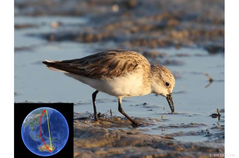 Reevaluating the Role of Migratory Species in Global Disease Spread