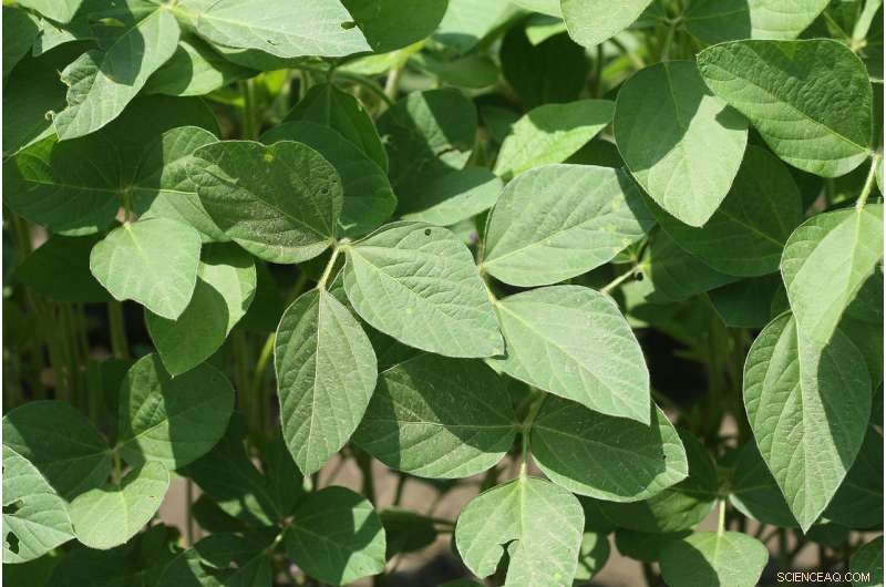 New Genetic Targets Identified to Boost Soybean Oil Yield