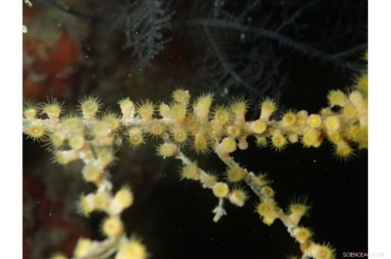 Three New Zoantharian Species Identified Across Indo-Pacific Coral Reefs