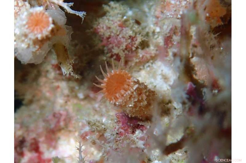 Three New Zoantharian Species Identified Across Indo-Pacific Coral Reefs