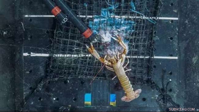 Norway Lobsters Reveal Secret Appetite for Jellyfish, Captured on Camera