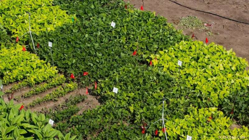 Brightening Soybean Leaves Boosts Yield, Enhancing Global Food Security