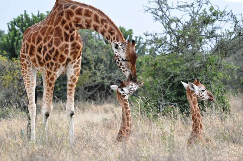 Research Reveals How Lions Influence Giraffe Populations