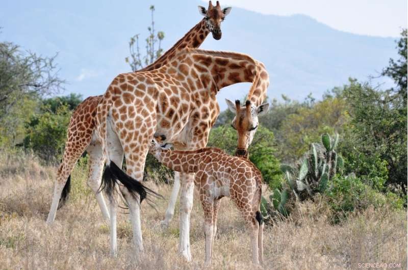 Research Reveals How Lions Influence Giraffe Populations