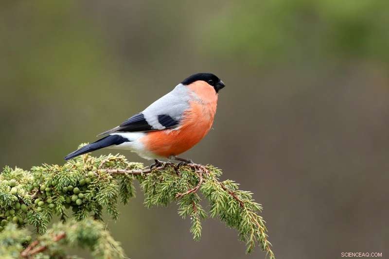 Bullfinches Form Long‑Term Bonds: How Pairing Benefits Their Reproduction