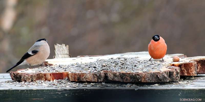 Bullfinches Form Long‑Term Bonds: How Pairing Benefits Their Reproduction
