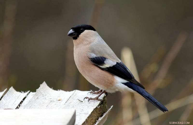 Bullfinches Form Long‑Term Bonds: How Pairing Benefits Their Reproduction