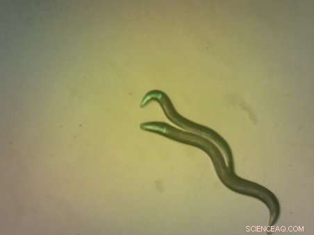 Self-Fertilizing Worms Shed 7,000 Genes Through Evolutionary Adaptation