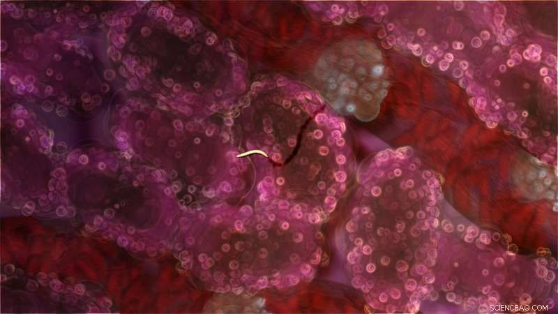 Malaria Parasite Thwarted: Melbourne Scientists Block Blood Infiltration