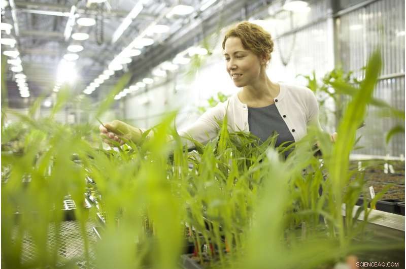 New Genetic Discovery Promises Higher Yields for Cereal Crops