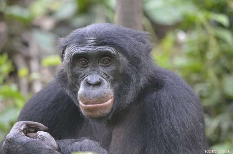 How Powerful Alliances Shape Bonobo Social Dynamics