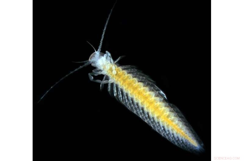 Scientists Explore Hundreds of Underwater Caves to Discover New Life Forms