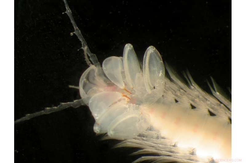Scientists Explore Hundreds of Underwater Caves to Discover New Life Forms