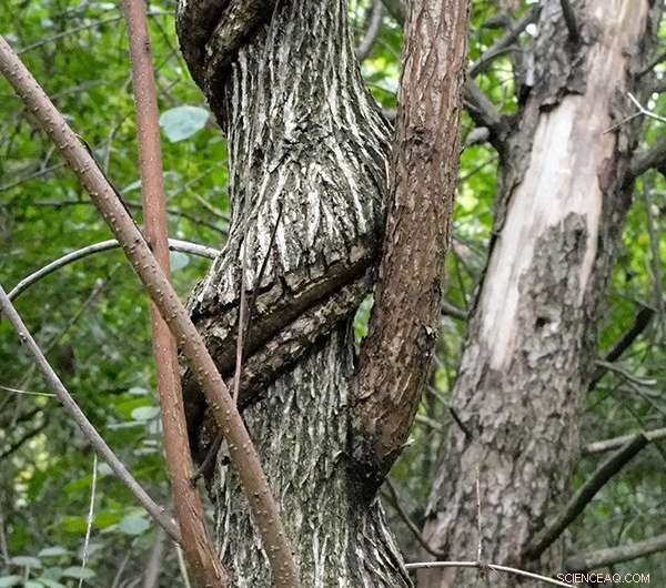 Midwestern Stores Market Mislabelled Invasive Vines — A Hidden Threat to Native Ecosystems