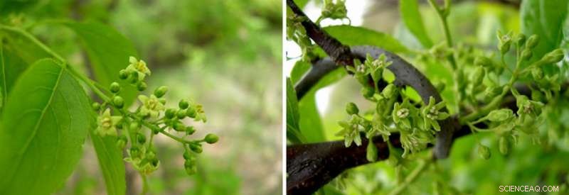 Midwestern Stores Market Mislabelled Invasive Vines — A Hidden Threat to Native Ecosystems