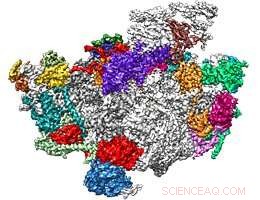 Discovering Ribosomal Structure Through Protein Folding