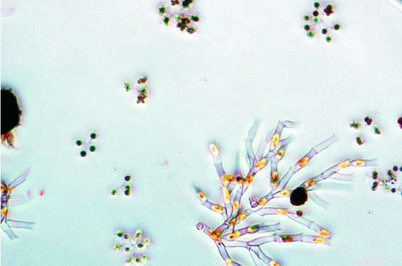 Pan‑European Study Reveals Vast Diversity of Freshwater Plankton Through eDNA Analysis