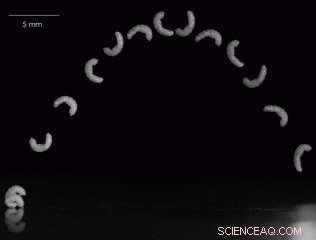 Legless Flies  Astonishing Jumps: Understanding the Physics of Their 25‑Body‑Length Leaps