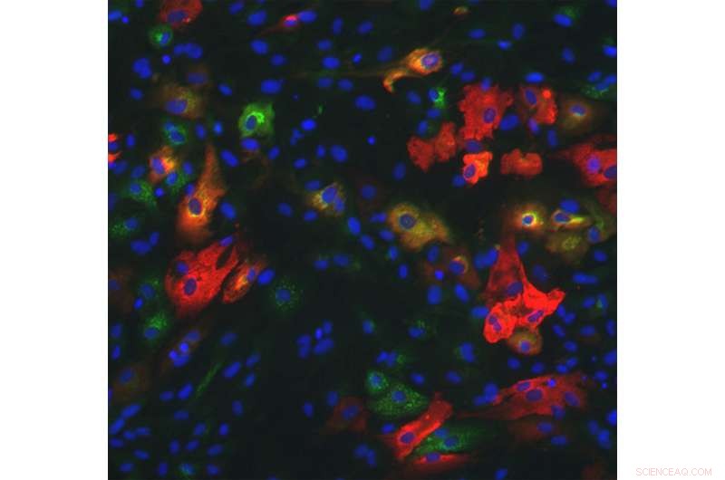 New Insights into Super‑Silenced DNA Reveal Innovative Cell Reprogramming Strategies