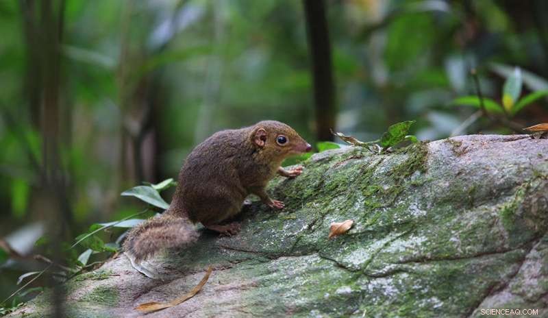 New Research Reveals Treeshrews Defy Evolutionary Expectations