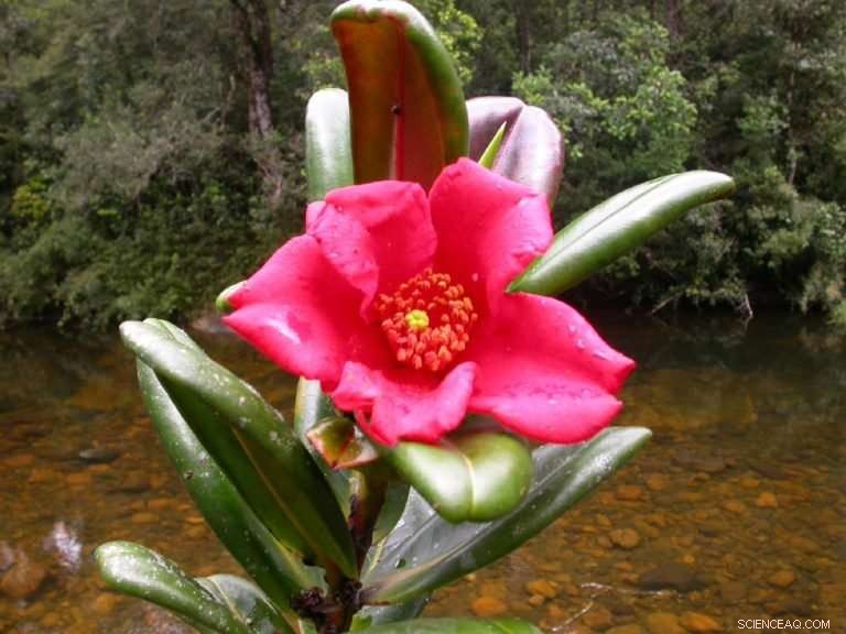 Two Global Tea Species Declared Extinct in the Wild, New Report Finds