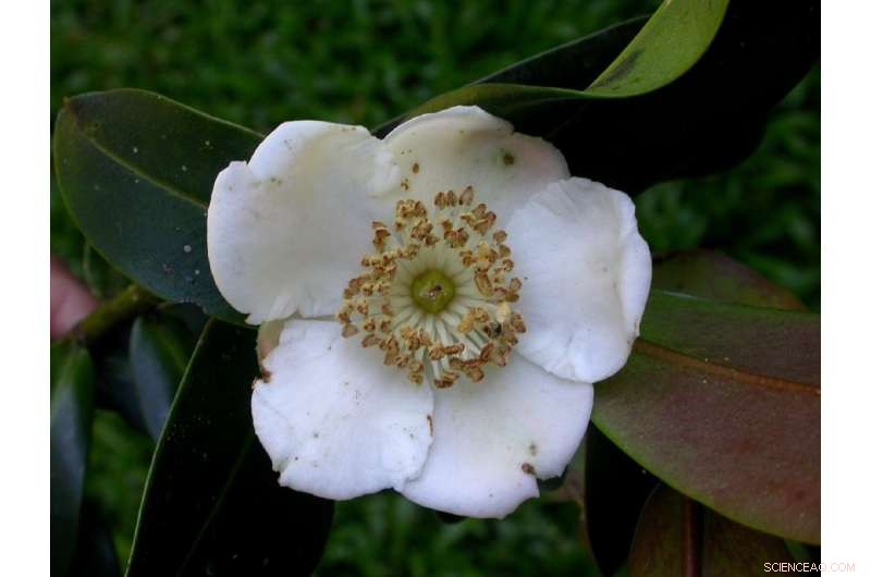 Two Global Tea Species Declared Extinct in the Wild, New Report Finds