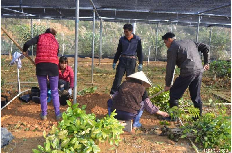 Two Global Tea Species Declared Extinct in the Wild, New Report Finds