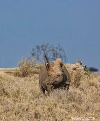 DNA Evidence Drives Convictions of Rhino Poachers, Study Finds