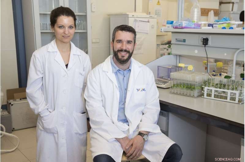 Enhancing Citrus Fruit Resilience to Climate Change Through Genetic Innovation