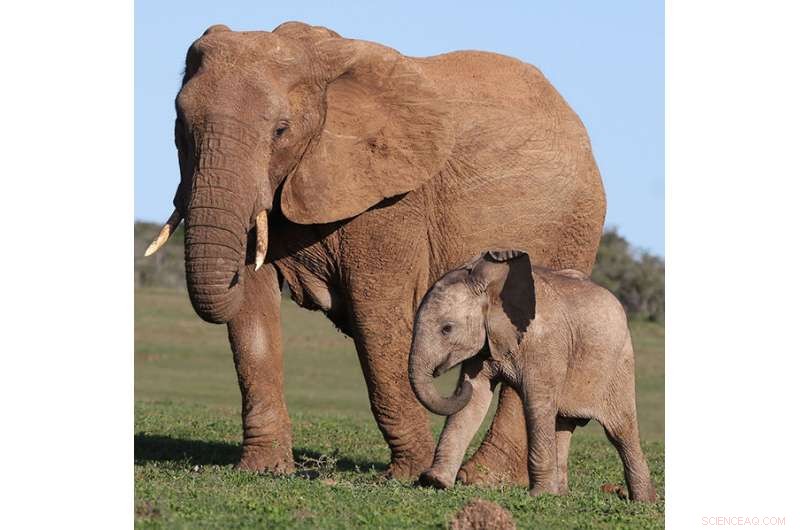 Which Species Are Best Suited for Life? Scientists Reveal Equal Survival Odds