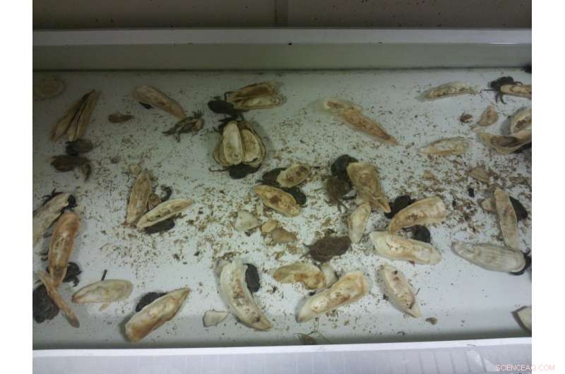 Mud Crabs Use Urine Signals to Evade Blue Crab Predators