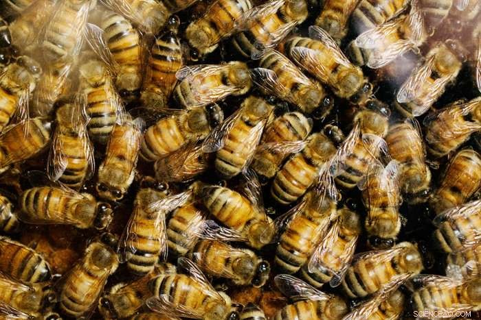 Agricultural Fungicide Draws Honey Bees: New Study Highlights Risks