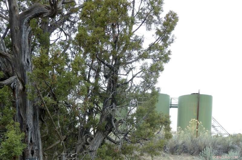 Noise Pollution Drives Chronic Stress in Birds, Compromising Young Birds  Health