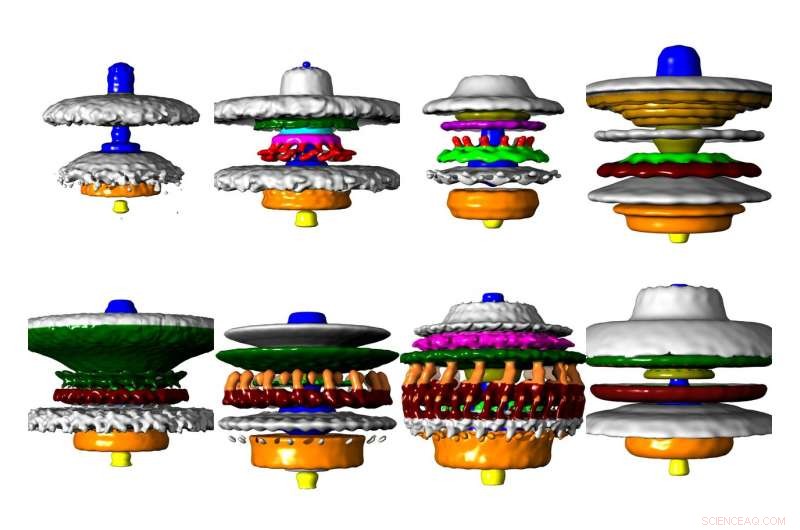Scientists Uncover How Bacteria Engineered Powerful 3‑D Motors for Optimized Swimming