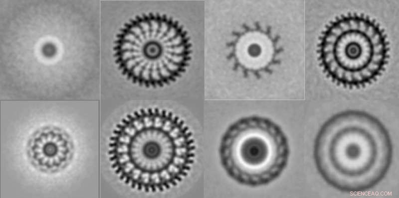 Scientists Uncover How Bacteria Engineered Powerful 3‑D Motors for Optimized Swimming