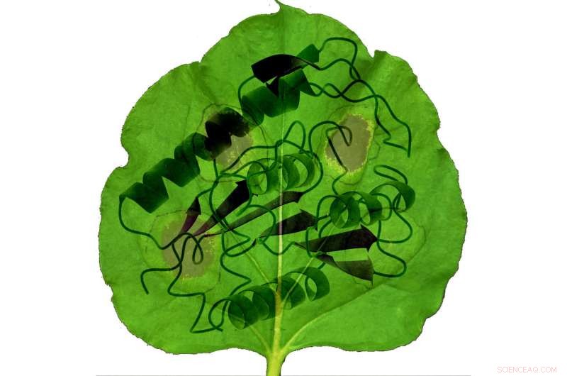 Plant Self-Defense: How Crops Protect Themselves from Damage