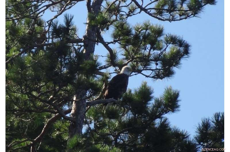 Protecting Bald Eagle Nests Boosts Reproduction in Minnesota’s Voyageurs National Park