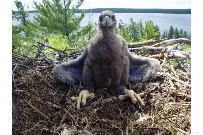 Protecting Bald Eagle Nests Boosts Reproduction in Minnesota’s Voyageurs National Park