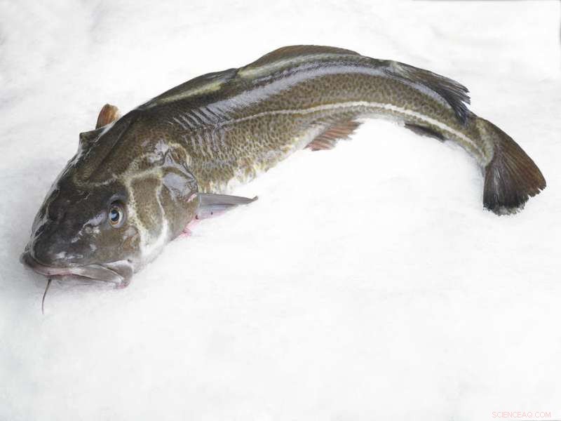 Comparing Electric Trawling vs. Beam Trawlers: Which Method Minimizes Seabed Impact?