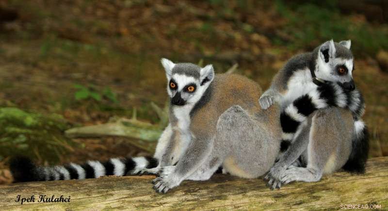 Lemurs: From Solitary to Social – Understanding Their Diverse Social Behaviors